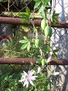 Passiflora Violacea s plody