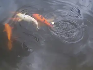 Kapři Koi
