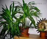 idiSyngonium