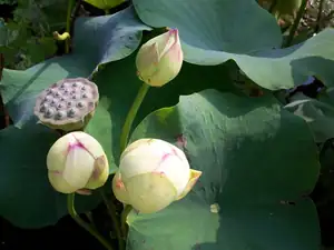 Tři poupata lotosu a semeník