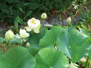 Chawan Basu-Lotus-Nelumbo Nucifera