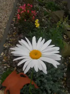 Na tyhle se také mráz nepřišel (vzadu voskovky a hledíky)