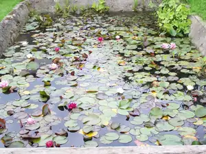 Kupujte lekníny vkvětu-Můžete si vybrat
