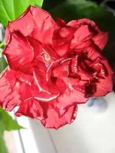 JanouškaIrča — 28. října 2011