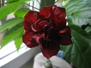 JanouškaIrča — 28. října 2011