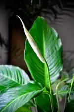 Spathiphyllum