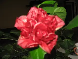 JanouškaIrča — 28. října 2011