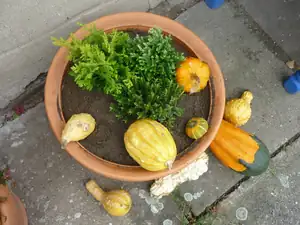 keříčky 1