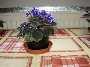 muškatek — 28. října 2011