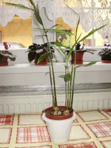 Zázvor uvidím zda budu sklízet?