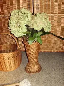 Hortensie