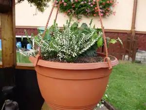 Vřesy s mrazuvzdorným břečtanem
