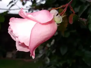 muškatek — 28. října 2011