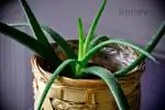 Aloe pravá