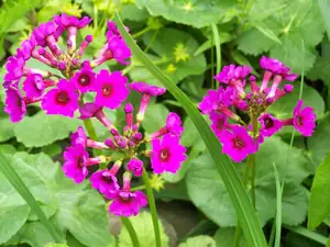 Primula Japonica
