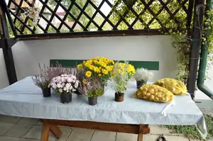 muškatek — 29. října 2011