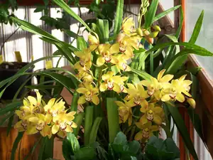 Orchidej-Cymbidium