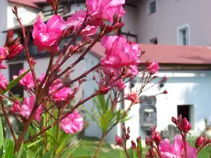 Nerium Oleander