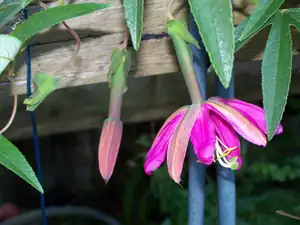 Passiflora Exoniensis