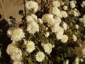 Chryzantema