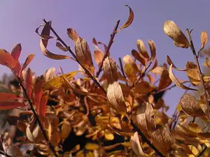 60 — 6. listopadu 2011