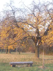 Magdalenka73 — 6. listopadu 2011