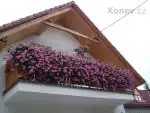 2009 - růžové..A letos jdu opět do červených🙂