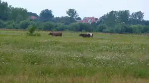 kosnikovna — 6. listopadu 2011