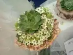 Flora - tak tato mi padla do oka, s ní bych se klidně i vdávala 🙂)