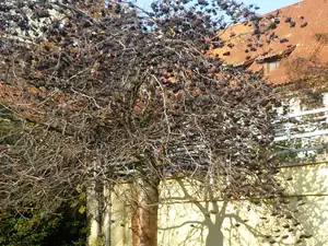 sobota