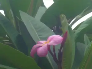 Frangipani/plumérie