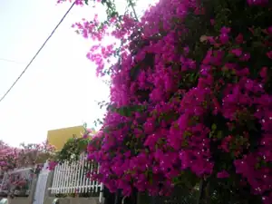 Rhodos - bougenvilea