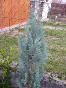ta ješťe mala