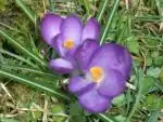 Crocus