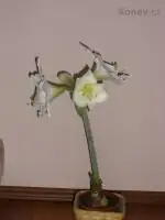 Amarylis bílá