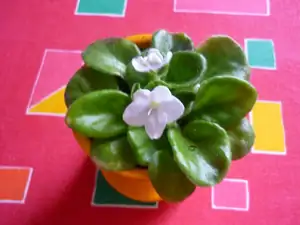 mini fialka