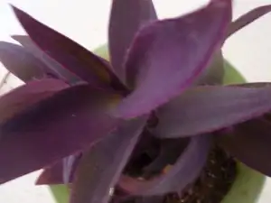 -tradescantia