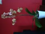 Orchidej phalaenopsis