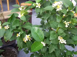 Malpighia glabra /barbadorská třešen/