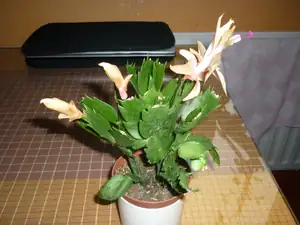 emilka12 — 7. prosince 2011