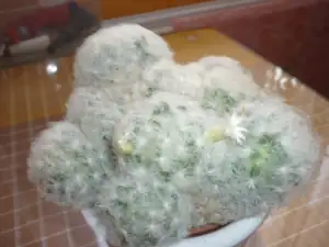 kaktus