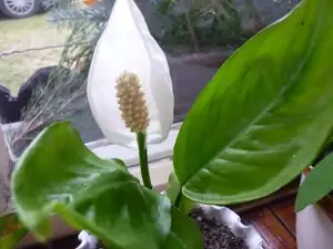 spathiphyllum