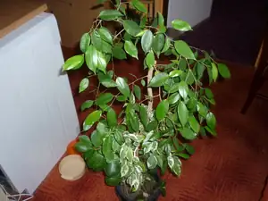 emilka12 — 9. prosince 2011