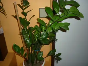emilka12 — 9. prosince 2011
