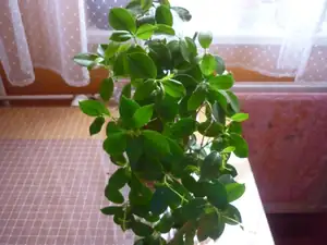 emilka12 — 9. prosince 2011