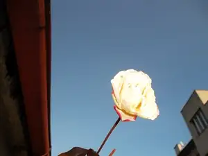 růže v prosinci