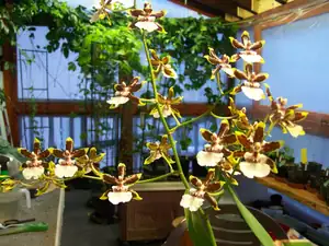 Odontoglossum x Oncidium