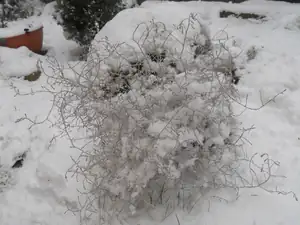 První letošní sníh (21.12.11)