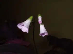 iris66 — 27. prosince 2011
