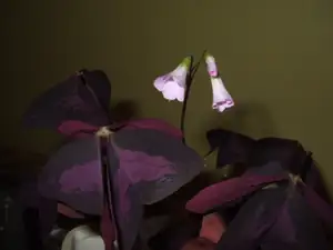 iris66 — 27. prosince 2011